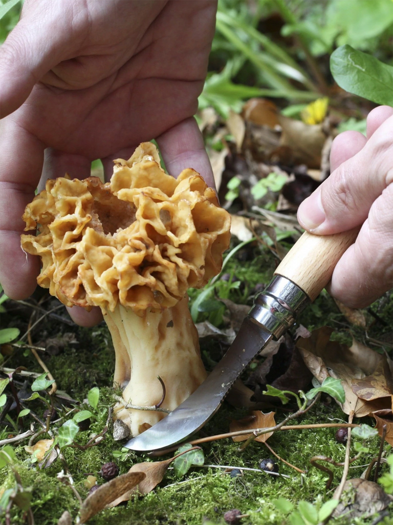No. 08 Mushroom Knife