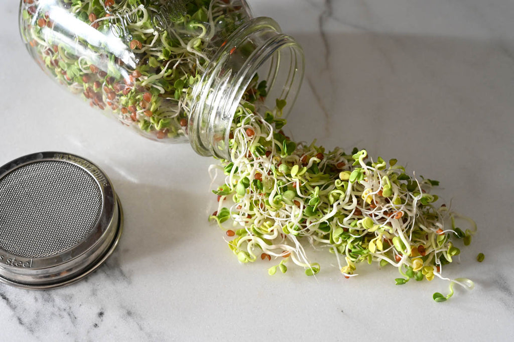 Spotlight : Homegrown Sprouts